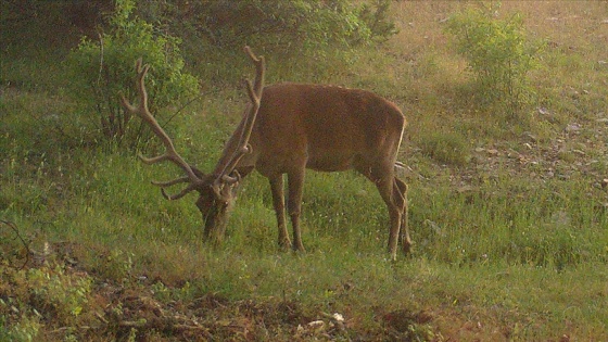 Yaban hayatı fotokapanla görüntülendi