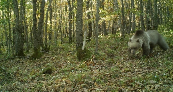 Yaban hayatını fotokapan görüntüledi