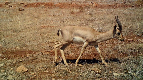 Yaban hayatının güzellikleri fotokapanlara takıldı