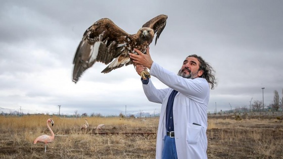 Yaban hayvanları Aslan ile yaşama tutunuyor