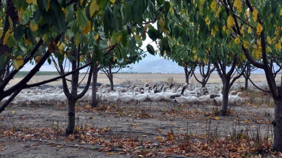 Yabancı otları kaz ve koyunlara yedirerek kara geçiyorlar