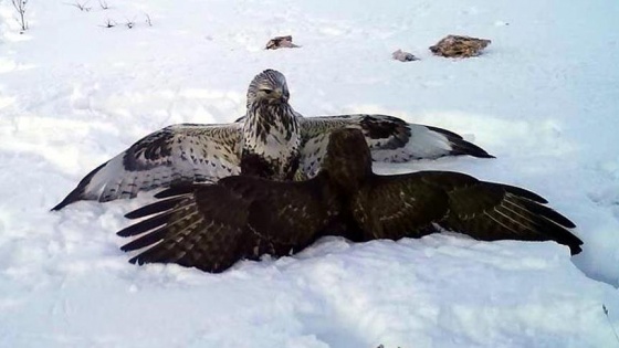 Yabani hayvanların yiyecek çilesi fotokapana yansıdı