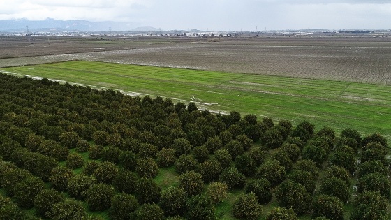 Yağışlar Antalya çiftçisinin yüzünü güldürdü