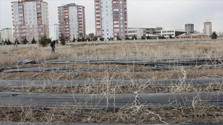 'Yağmur suyu hasadı' ile nohut üretiminde verim yüzde 94 arttı