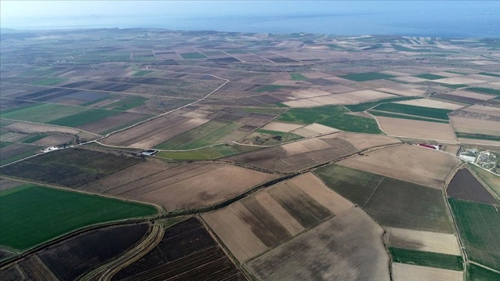 Yağmurun bereketi Çanakkale domatesinde yüksek rekolte beklentisini artırdı