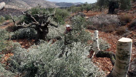 Yahudi yerleşimciler 300 zeytin ağacını kesti