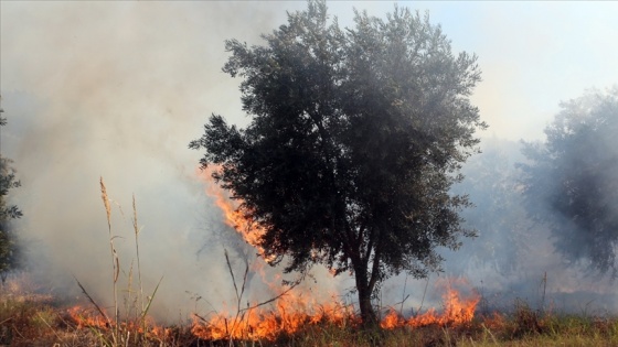 Yahudi yerleşimciler Filistinlilere ait onlarca zeytin ağacını ateşe verdi