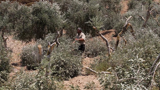 Yahudi yerleşimciler Filistinlilerin zeytin ağaçlarını kesti