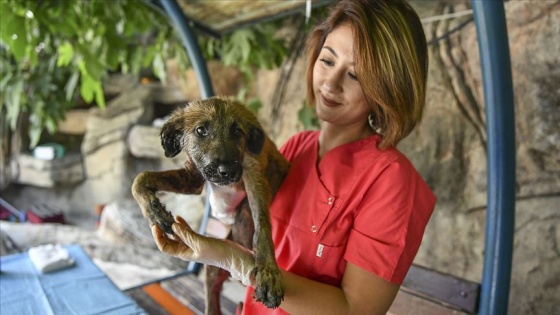 Yangında yaralanan köpek tedavi altında