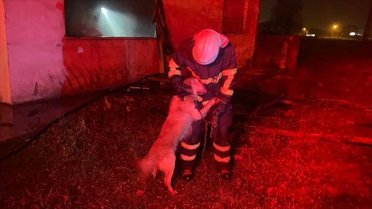 Yangından kurtarılan köpek itfaiye personelinin üzerine atlayarak sevgi gösterisinde bulundu