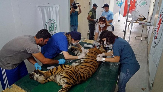 Yaralı 4 bin 500 yaban hayvanına yardım eli uzatıldı