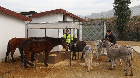 Yaralı at ve eşekler Sokak Hayvanları Geçici Bakımevi'nde sağlıklarına kavuştu