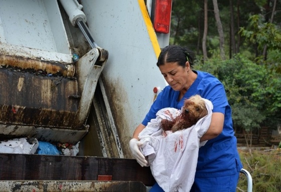 Yaralı köpeği çöpe attılar