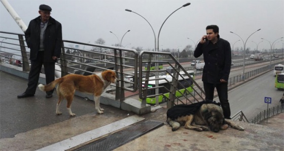 Yaralı köpeğin başından bir an olsun ayrılmadı