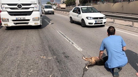 Yaralı köpek için tırı siper etti