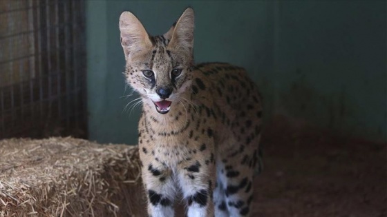 Yaralı yabani ve kaçak hayvanlar Gaziantep Hayvanat Bahçesi'nde yaşama tutunuyor