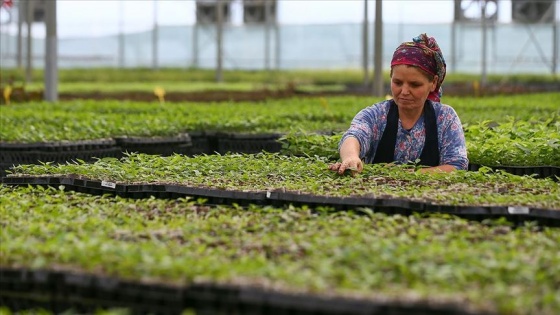 Yarım asırlık kooperatifte yılda 5 milyon fidan üretiliyor