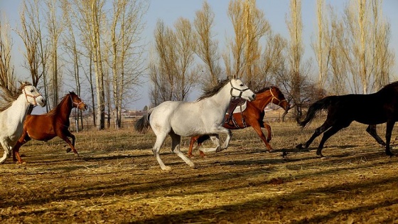 Yarış hayatı biten atlardan 'şampiyon' yetiştiriyor