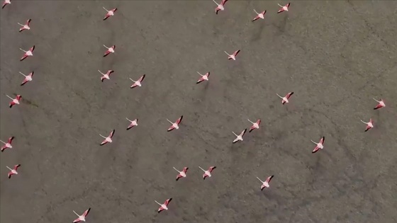 Yarışlı Gölü&#039;ndeki flamingolar drone ile görüntülendi