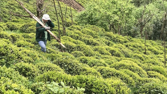 Yaş çay alım kampanyası için havanın ısınması bekleniyor