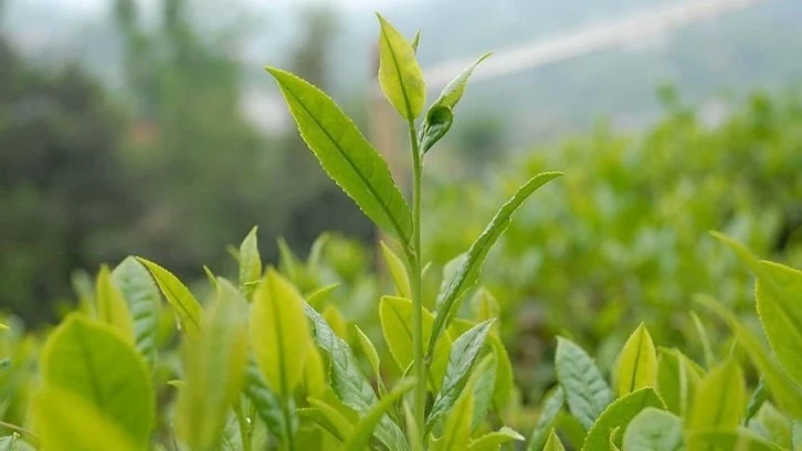 Yaş çay destekleme primi ödemeleri üretici hesaplarına aktarıldı