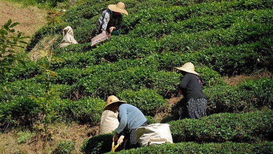 Yaş çay destekleme primlerinin ödemesi 6 Nisan'da başlıyor