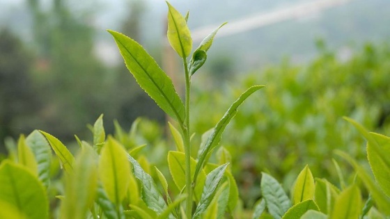 Yaş çay üreticilerine kilogram başına 13 kuruş destek