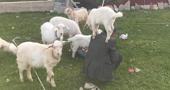 Yavru oğlak sahibinin omzunda yaşıyor