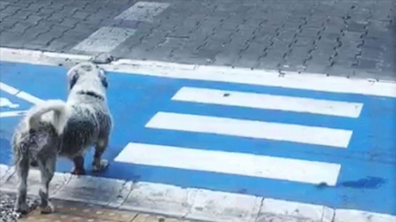 Yayalar kırmızı ışıkta geçti, sokak köpeği yeşil ışığı bekledi