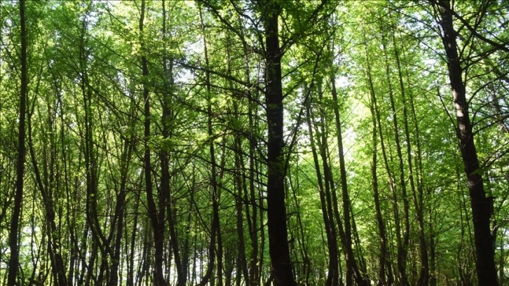 Yaygınlaşan terapi ormanları "strese iyi gelecek"