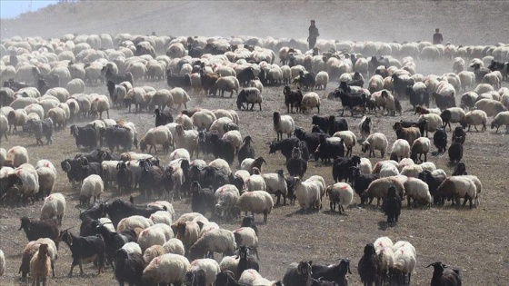 Yayla mesaisini tamamlayan Doğu Anadolu'daki göçerler dönüş yolunda