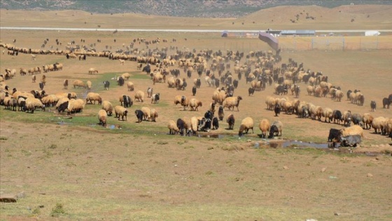 Yayla sezonunu tamamlayan göçerlerin dönüş yolculuğu sürüyor