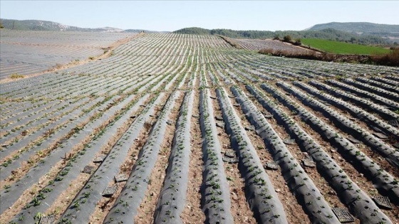 Yayladağı çileğinden çerez, reçel ve pestil yapılarak yurt dışına pazarlanacak