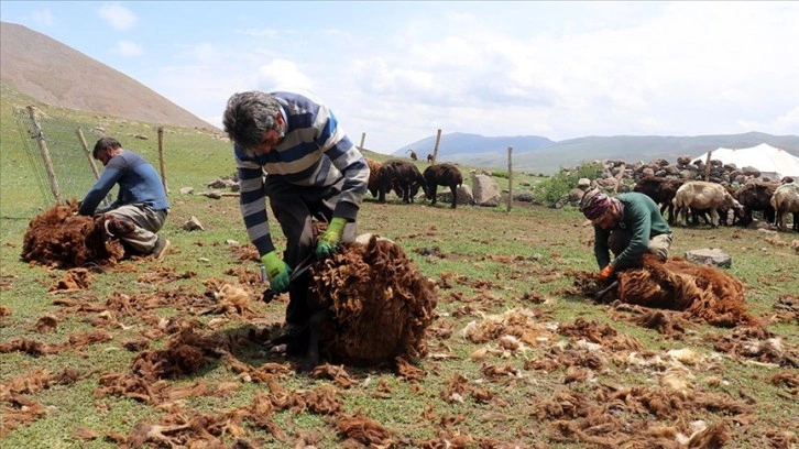 Yayladaki göçerler koyunlarını imece usulü kırkıyor