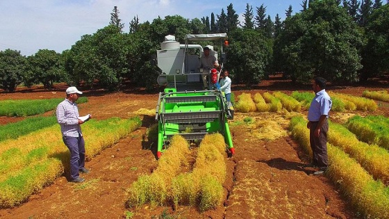 Yeni mercimek çeşitleri verimi katlayacak