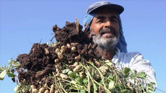 Yer fıstığı fiyatı çiftçiyi rahatlattı