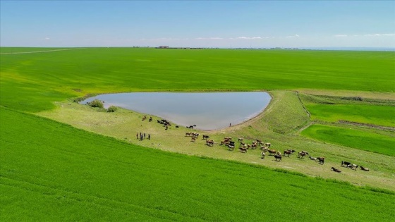 Yer üstü sularında çevresel hedeflerin belirlenmesine ilişkin esaslar düzenlendi