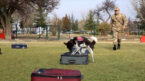 Yerli ırk köpekler Nevşehir'deki JAKEM'de eğitiliyor