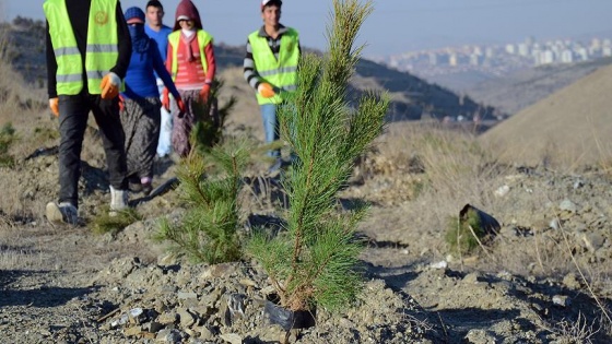 Yeşil Yol Projesi güzergahına 10 bin fidan dikildi