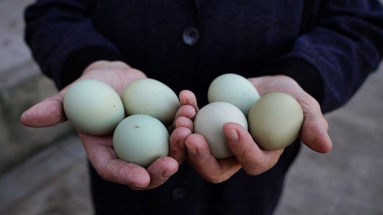 'Yeşil yumurtada çok vitamin olduğu şehir efsanesidir'