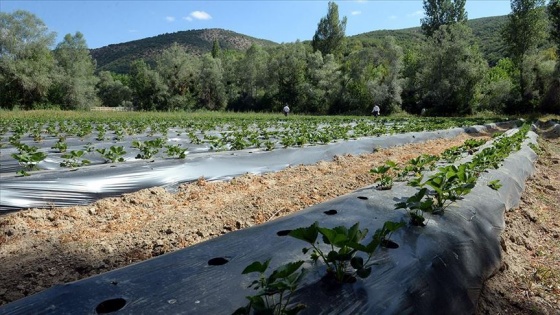 Yeşilyurt ilçesinde çiftçilerin yeni gözdesi 'çilek'