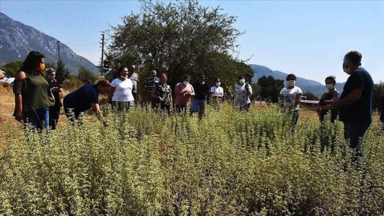 Yetiştirdikleri tıbbi aromatik bitkiler kadınlara kazanç oldu