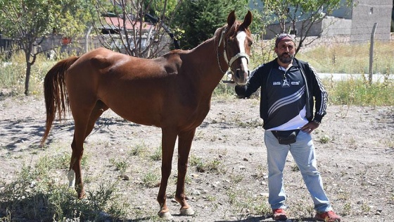 Yılkı atları için Emirdağ yaylalarına barınak yapılacak