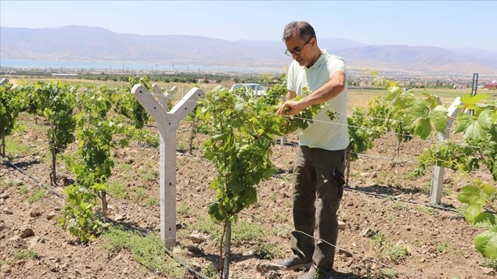 Yıllar sonra memleketine döndü, atıl araziyi üzüm bahçesine dönüştürdü