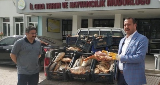 Yine kaçak avlanan 1 ton balık yakalandı, müdür dert yandı