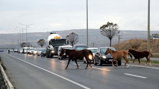 Yola çıkan atlar sürücülere zor anlar yaşattı