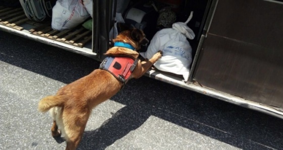 Yolcu otobüsündeki uyuşturucuyu narkotik köpeği buldu