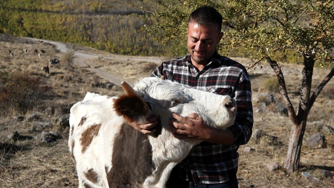 Yörük Ömer, dede mirası hayvancılığı Erciyes'in eteklerinde tek başına yapıyor