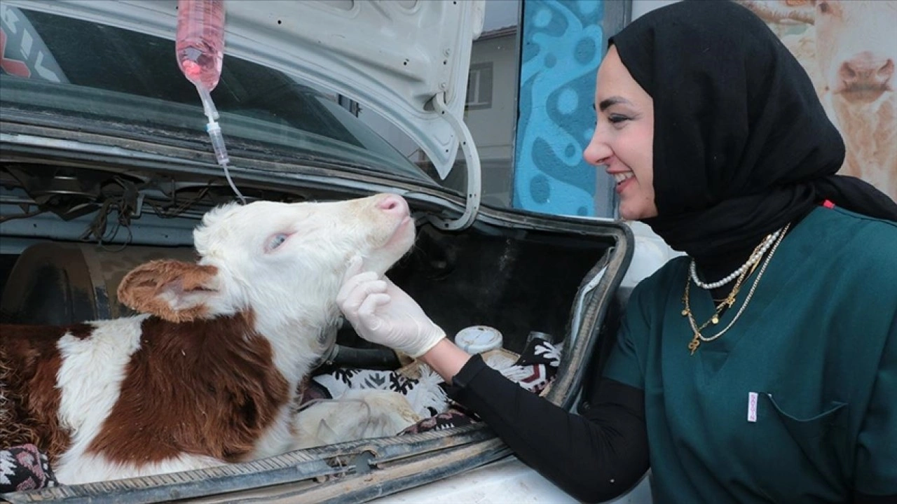 Yozgat'ta hastalanan buzağı otomobille veterinere taşındı