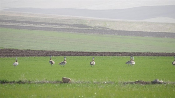 Yozgat'ta nesli tükenmekte olan toy kuşu sürüsü görüntülendi